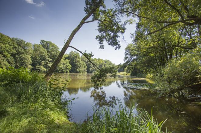 Klosterweiher Biberspurenweg - Roggenburg