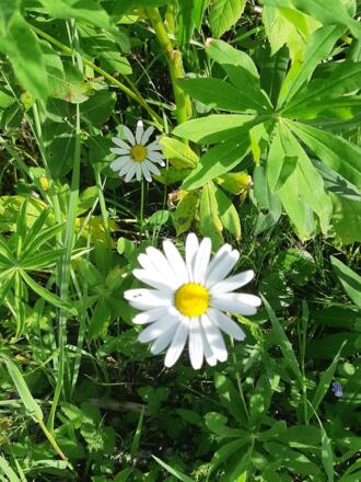 Flora und Fauna am Wegesrand