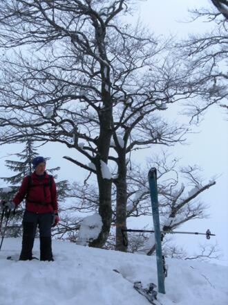 bewaldeter Rotwandlgipfel