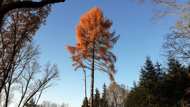 Leuchtende Lärchen um 450 m