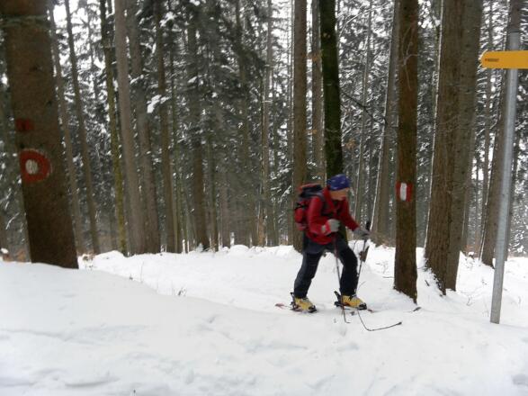 mehrfache Querung der Forststraße