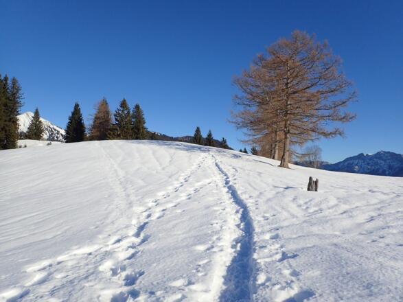 Flacher Rücken zum Dickkopf