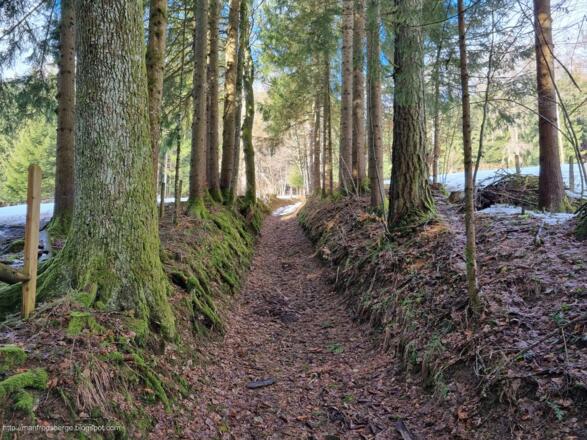 Weg durch den Wald