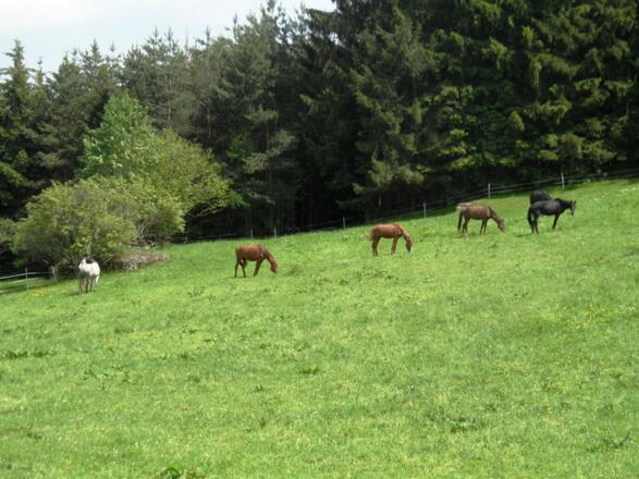 Pferde auf einer Weide