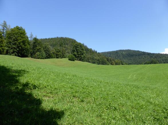 Westlich von Oberau gehts hinauf Richtung Lerchecker Wand