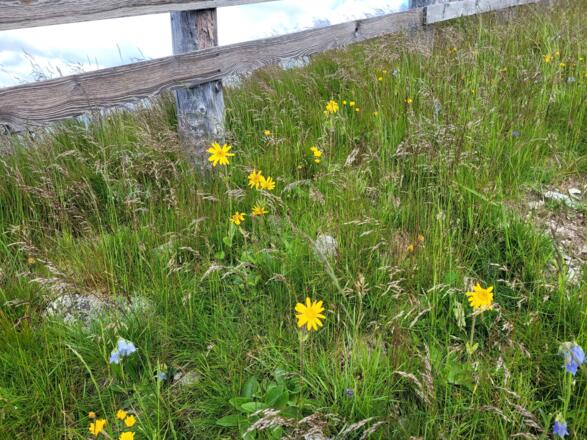 Blumenwiese vom Feinsten