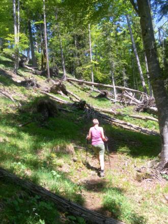 unmarkierter Waldpfad