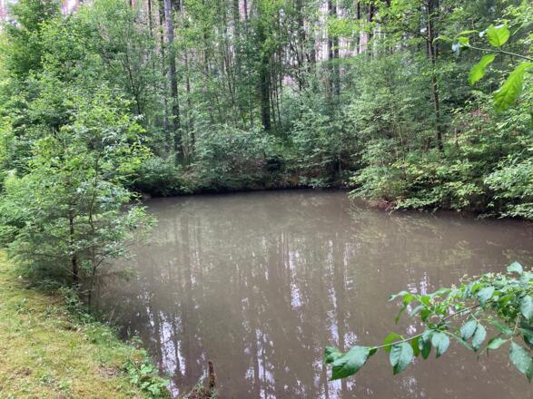 Teich am Baumlehrpfad