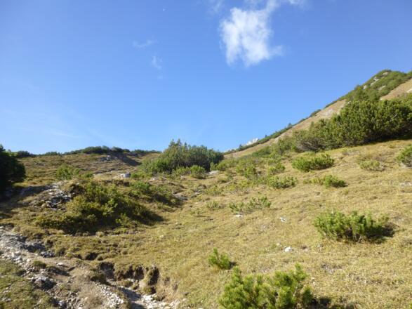 Noch etwas höher immer noch im Gras/Latschenbereich