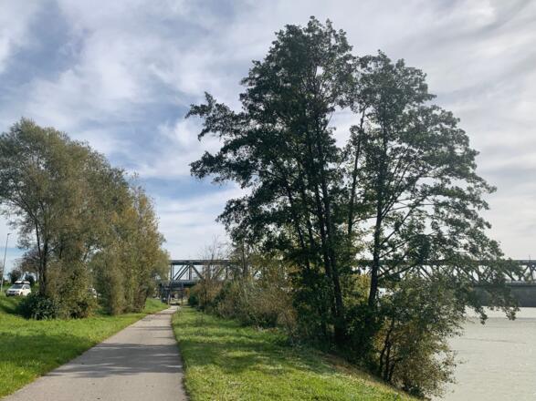 Donaubrücke Mauthausen