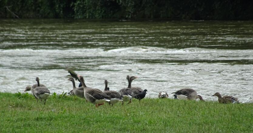 Frühlingsanlagen an der Isar in München
