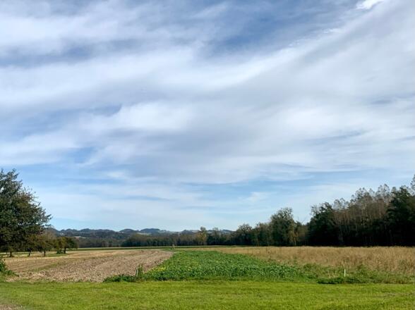 Rosenhaufen, Auland der Donau in Eizendorf