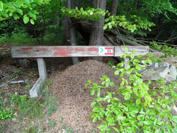 Ameisenhügel