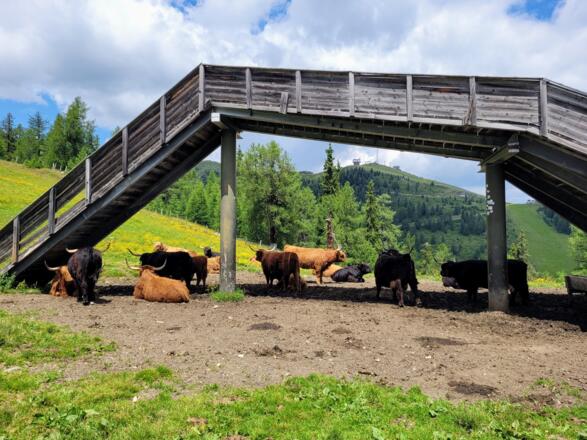 Besser nicht durch die Herde gehen