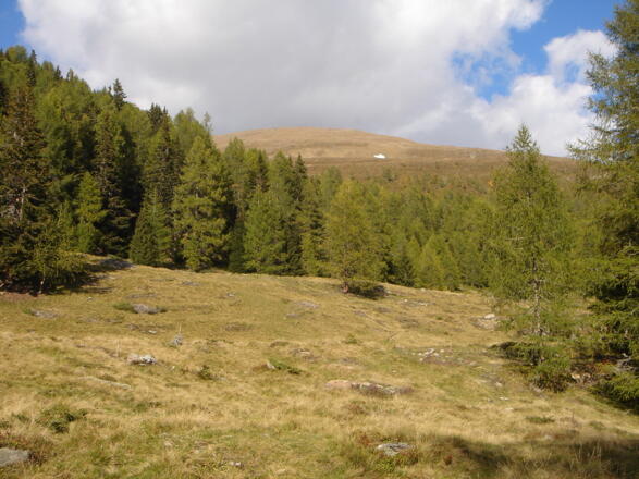Lärchenwald am Weg zum Lachriegel