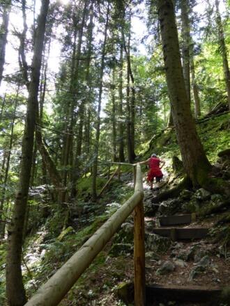 Im Wald zur Lerchecker Wand