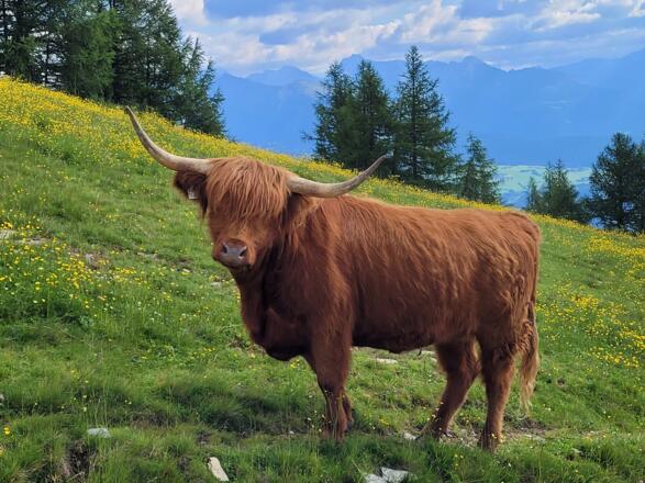 Schaut wild aus, ist aber ganz friedlich