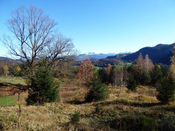 Die herbstlich verzauberte Hochebene in Ettenberg mit der Osterhorngruppe im Hintergrund.