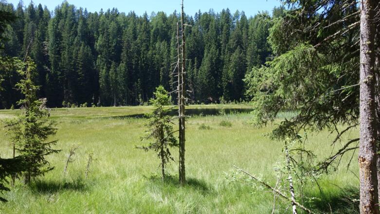 der See ist ziemlich zugewachsen