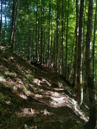 Der Weg ist durchwegs bestens gepflegt.