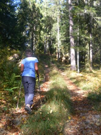 Waldanstieg zum Ochsenberg