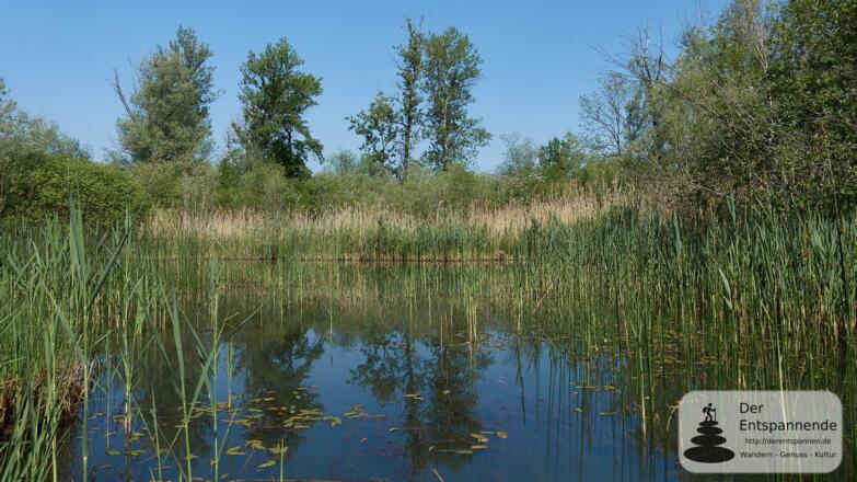 Innauen zwischen Egglfing und Aigen