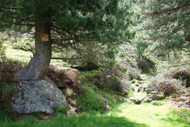 im Sommer nach rechts durch den sehr steilen Wald