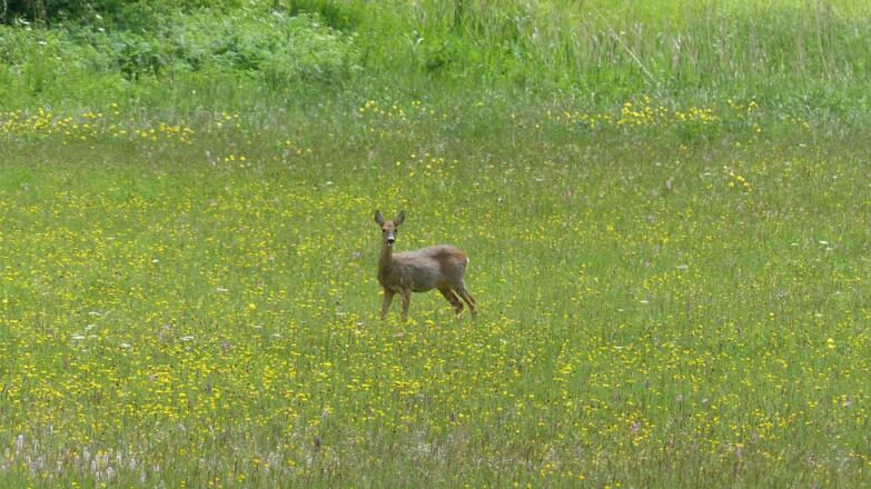 Immer wieder Rehe auf den Wiesen