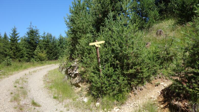 dann Richtung Sattele auf einem Steig in den Wald