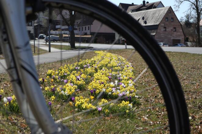 Frühlingsblumen