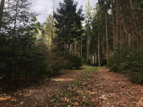 Waldlehrpfad Seebruck