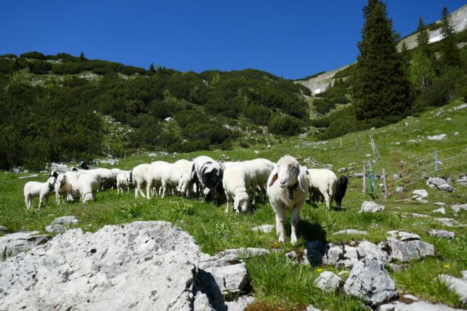 Schafherde an der Frieder-Alm