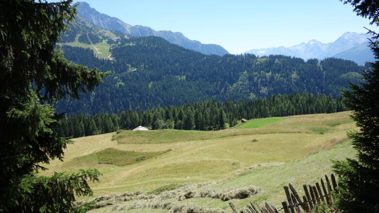 kurz vor dem Sattele am Forstweg oberhalb der Wiesen von Obergut