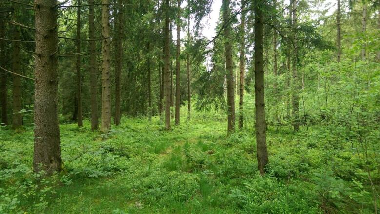 Durch den Wald am Hopfensee