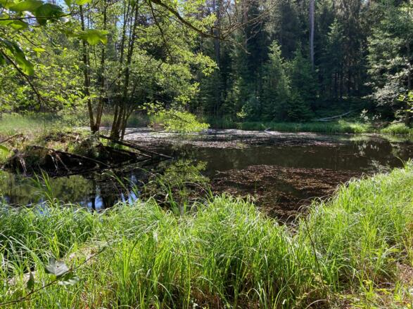 Naturteich 30Meter abseits vom Weg