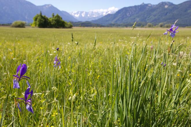 Schwertlilien Murnauer Moos