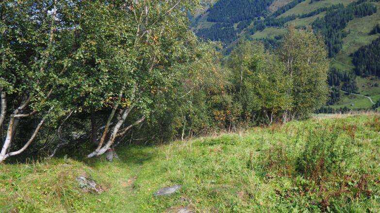 kleine Birkenhaine bis etwa 1400m
