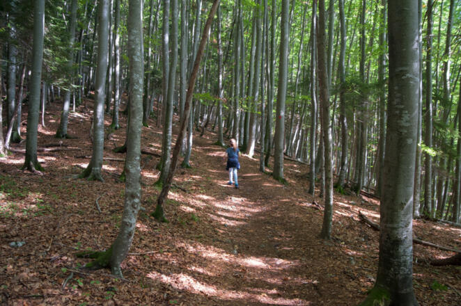 Aufstieg durch wunderschönen Buchenwald