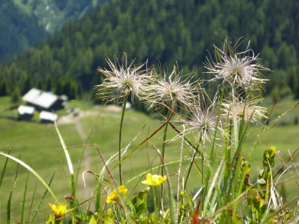 Durch die Blume ("Grantiger Jaga"). Rückblick auf die Modereggalm.