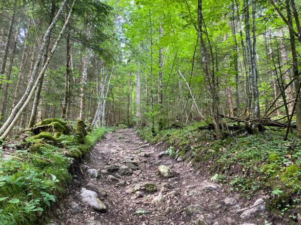 Aufstieg über den Forstweg (Weg 40/804) Richtung Filblingsee