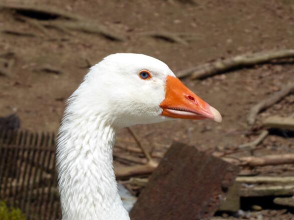 Die Wachgans bei der Röhrmoosmühle.