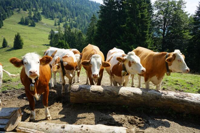 Durstige Kühe beim Abstieg vom Hohen Grasberg