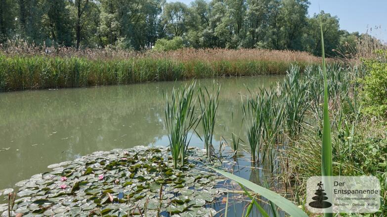 Innauen zwischen Egglfing und Aigen