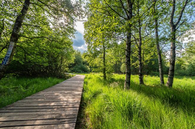 Bohlenpfad Rotes Moor