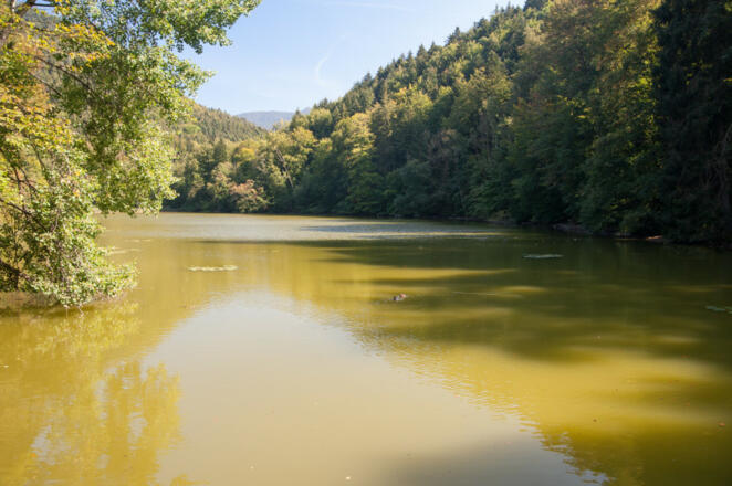 Am Hohenburger Weiher