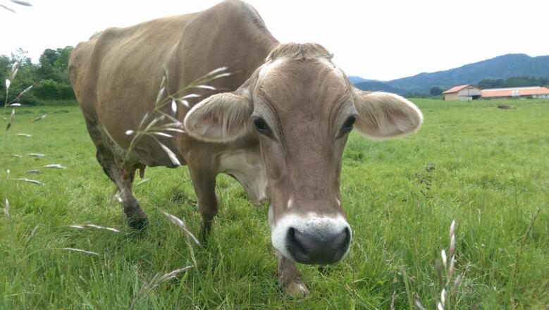 Mit dabei: Die typischen braunen Kühe aus dem Allgäu