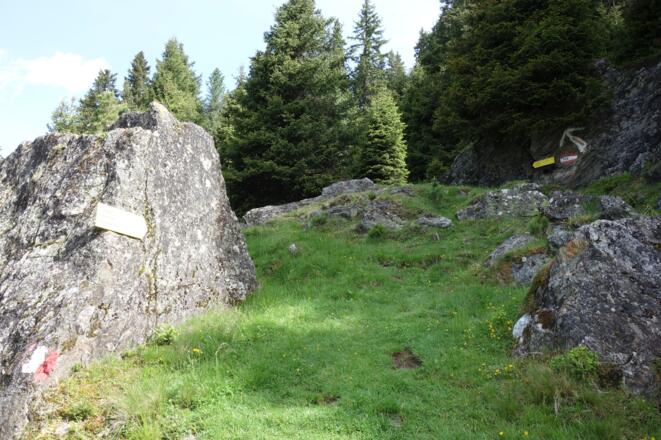 nach Überqueren der Forststraße weiter auf dem beschilderten Steig