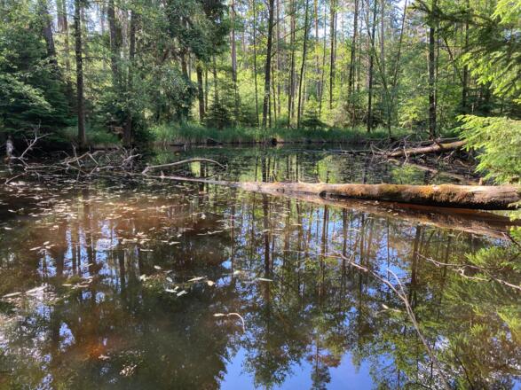 Naturteich hinter der Sitzgruppe