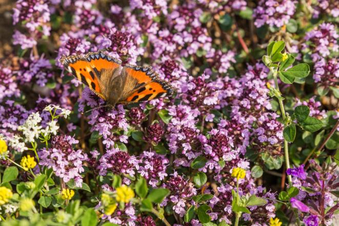 Kleiner Fuchs beim Frühstück