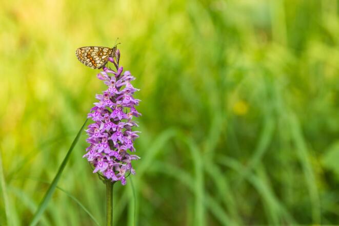 Perlmuttfalter auf Knabenkraut